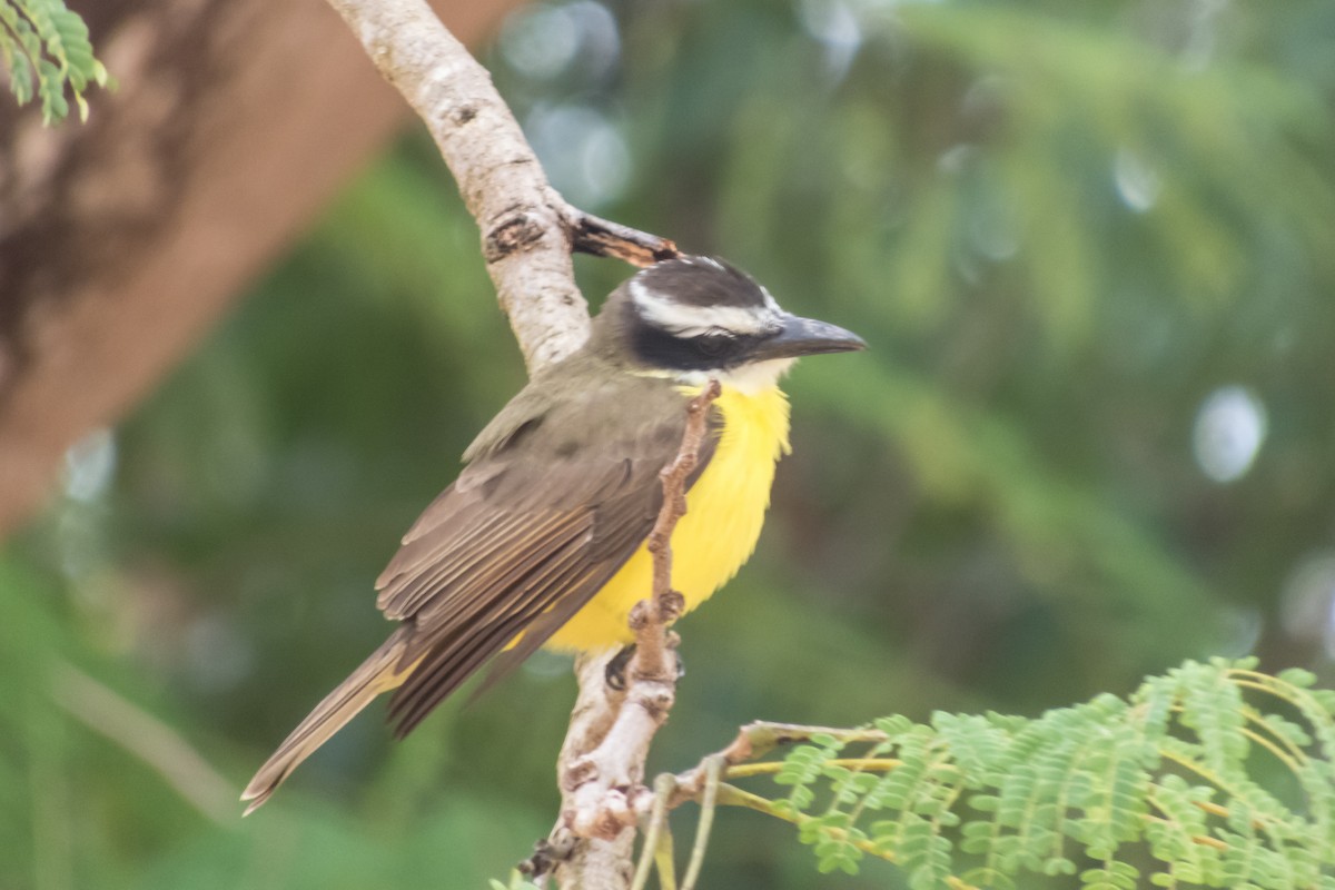 Boat-billed Flycatcher - ML140363921