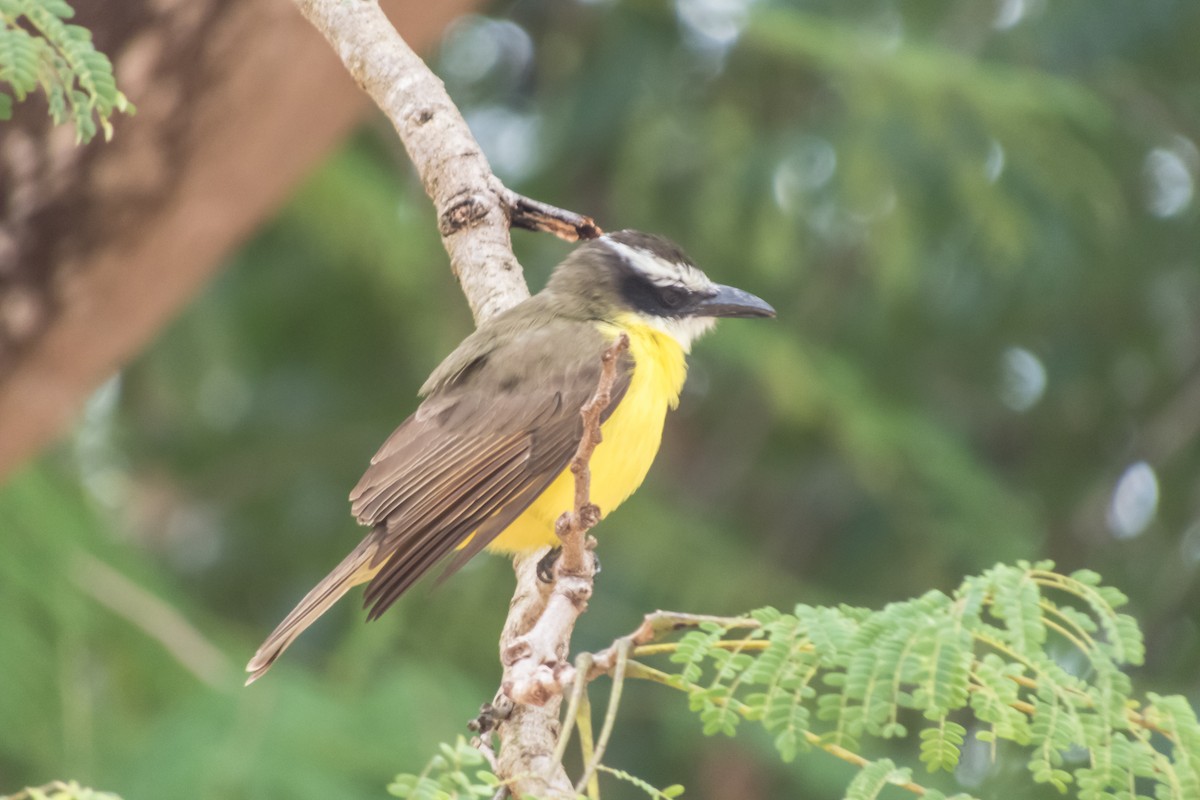 Boat-billed Flycatcher - ML140363931