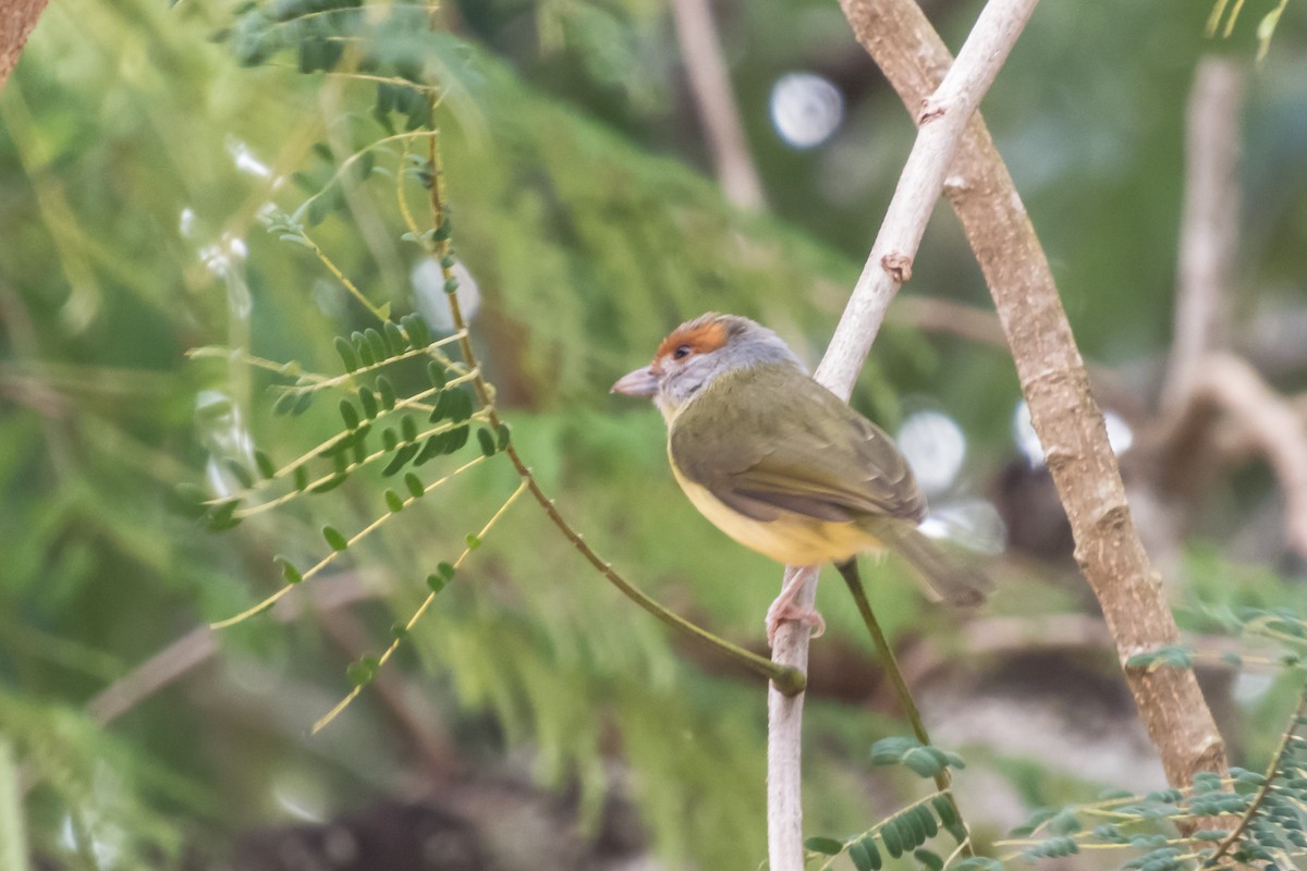 アカマユカラシモズ - ML140363941