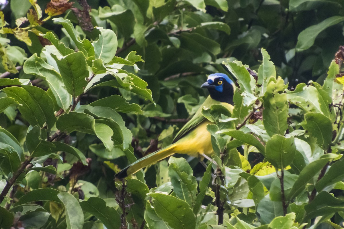 Green Jay - ML140363961