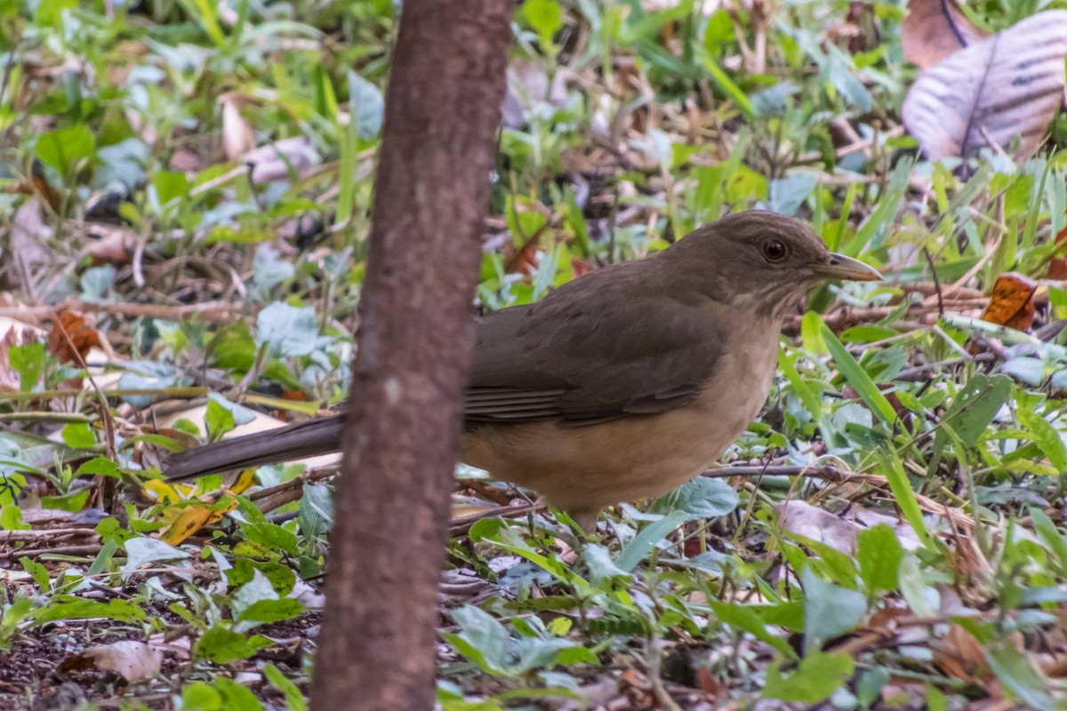 Clay-colored Thrush - ML140363971