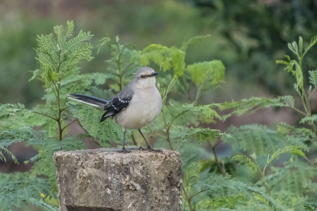 Tropical Mockingbird - ML140364011