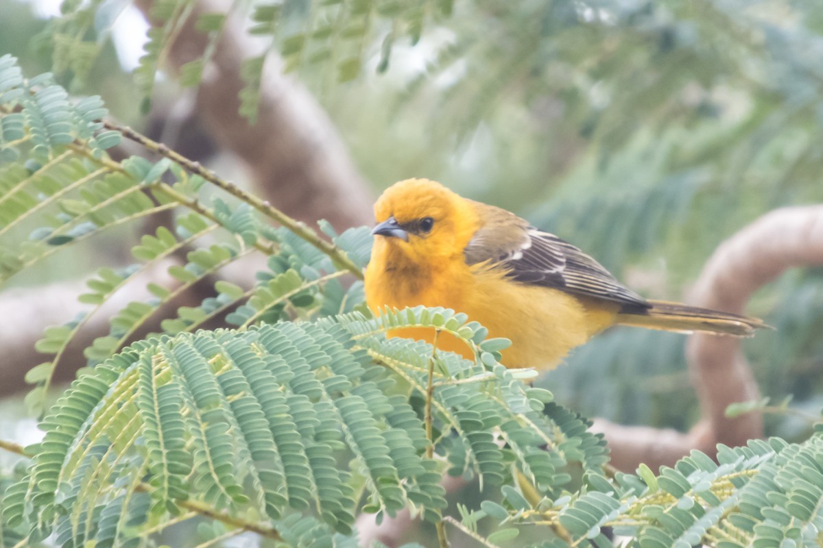 Hooded Oriole - ML140364131