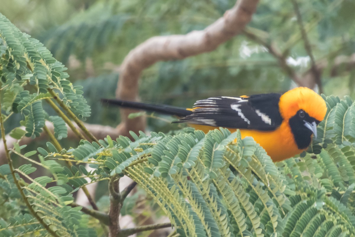 Oriole masqué - ML140364151