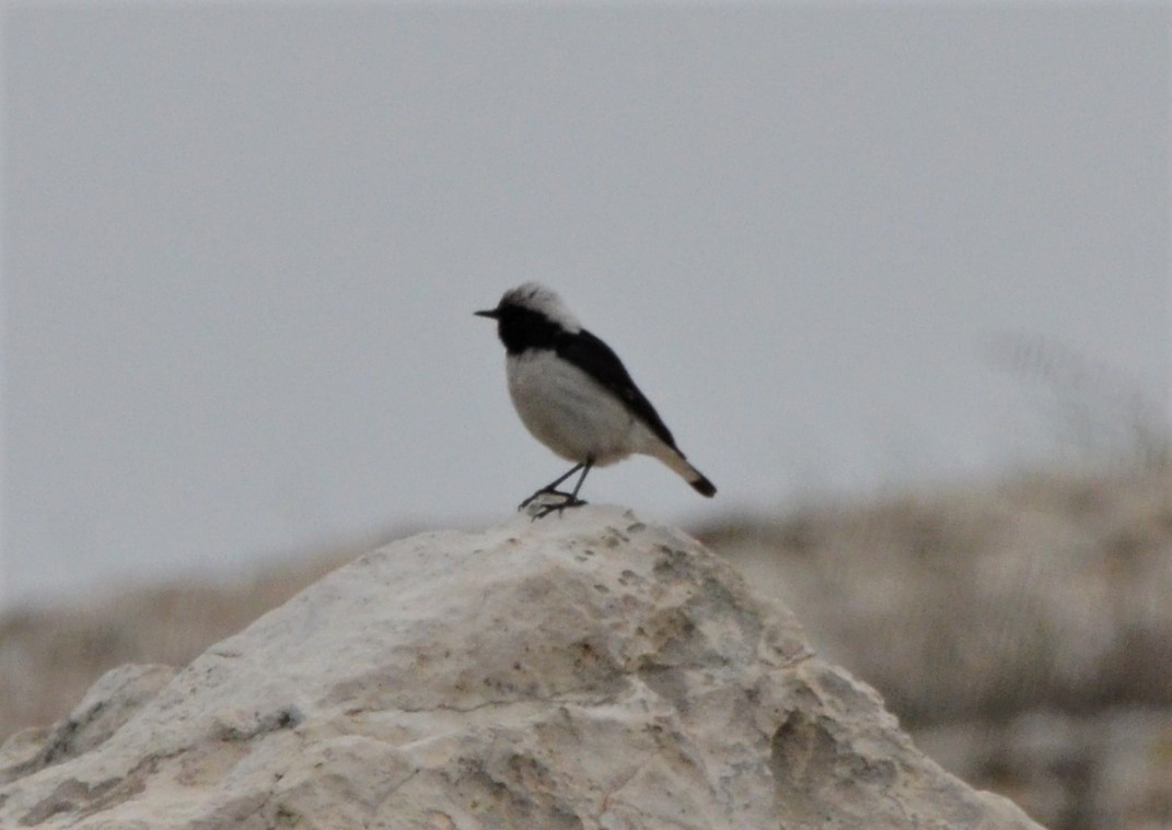 Finsch's Wheatear - ML140364211