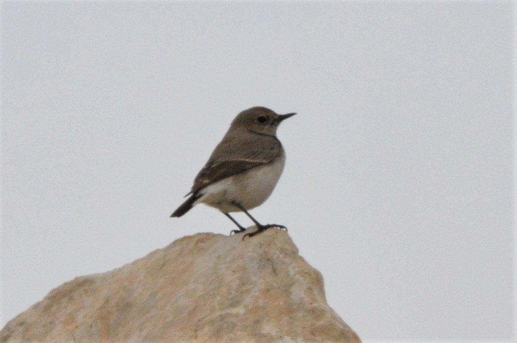 Finsch's Wheatear - ML140364221