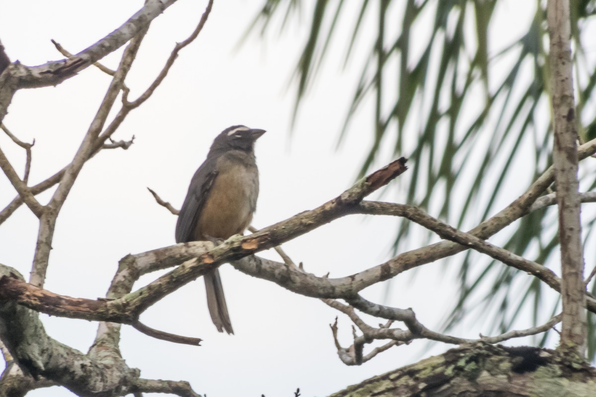 Cinnamon-bellied Saltator - ML140364251