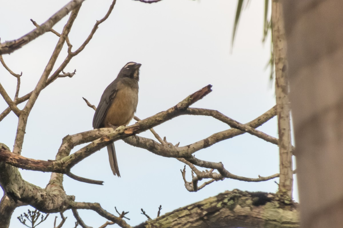 Cinnamon-bellied Saltator - ML140364261