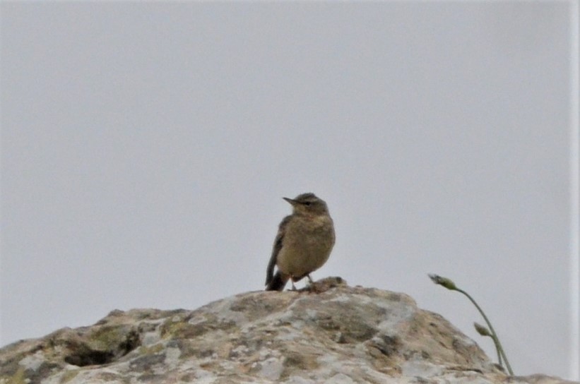 Long-billed Pipit - ML140364301