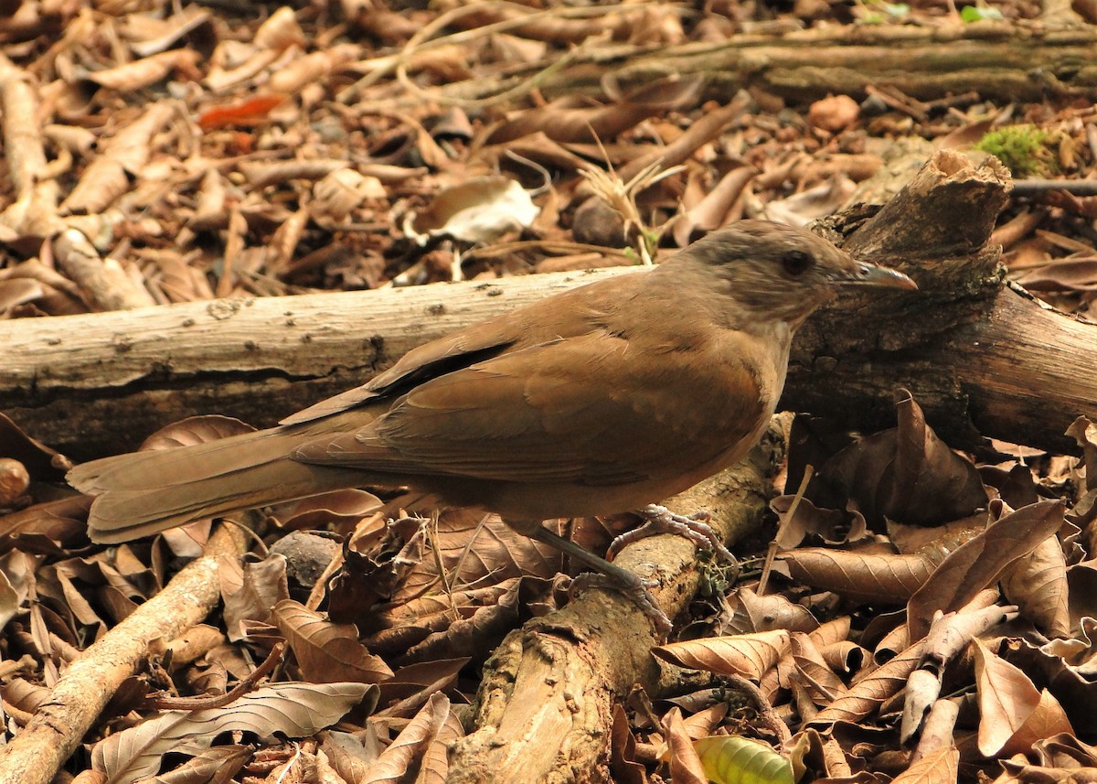 Pale-breasted Thrush - ML140364421