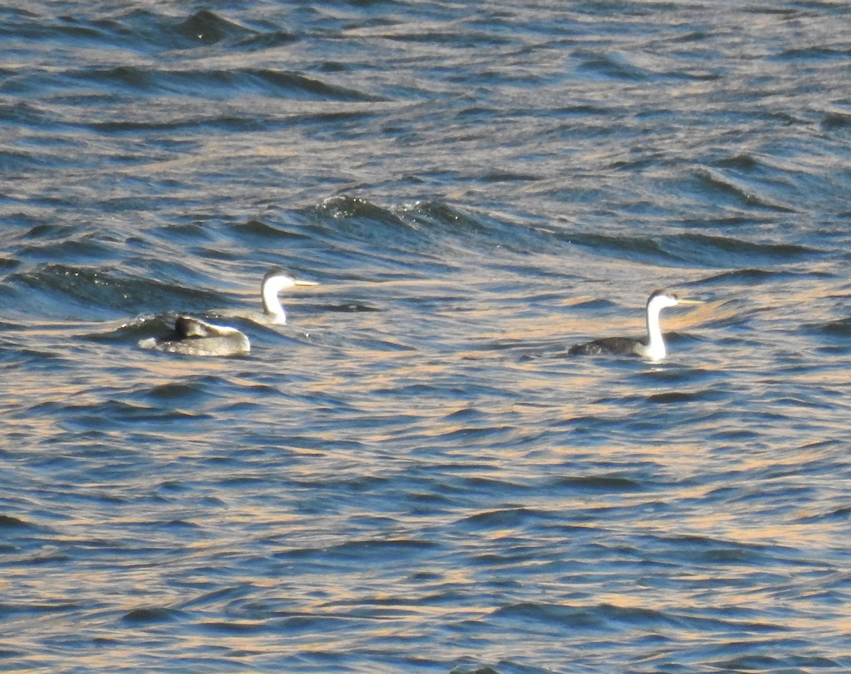 Western Grebe - ML140364431