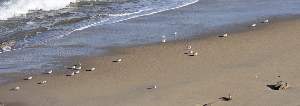 Bécasseau sanderling - ML140364531