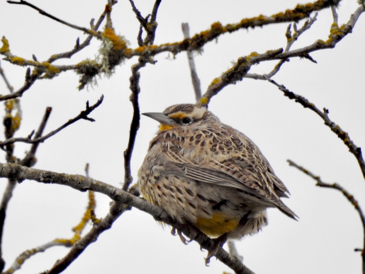 Western Meadowlark - ML140365121