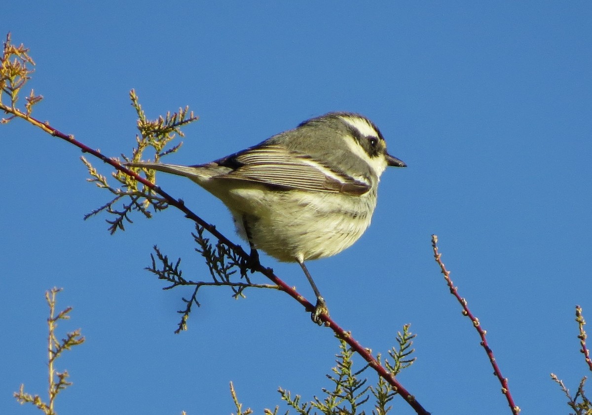 Black-throated Gray Warbler - ML140366391