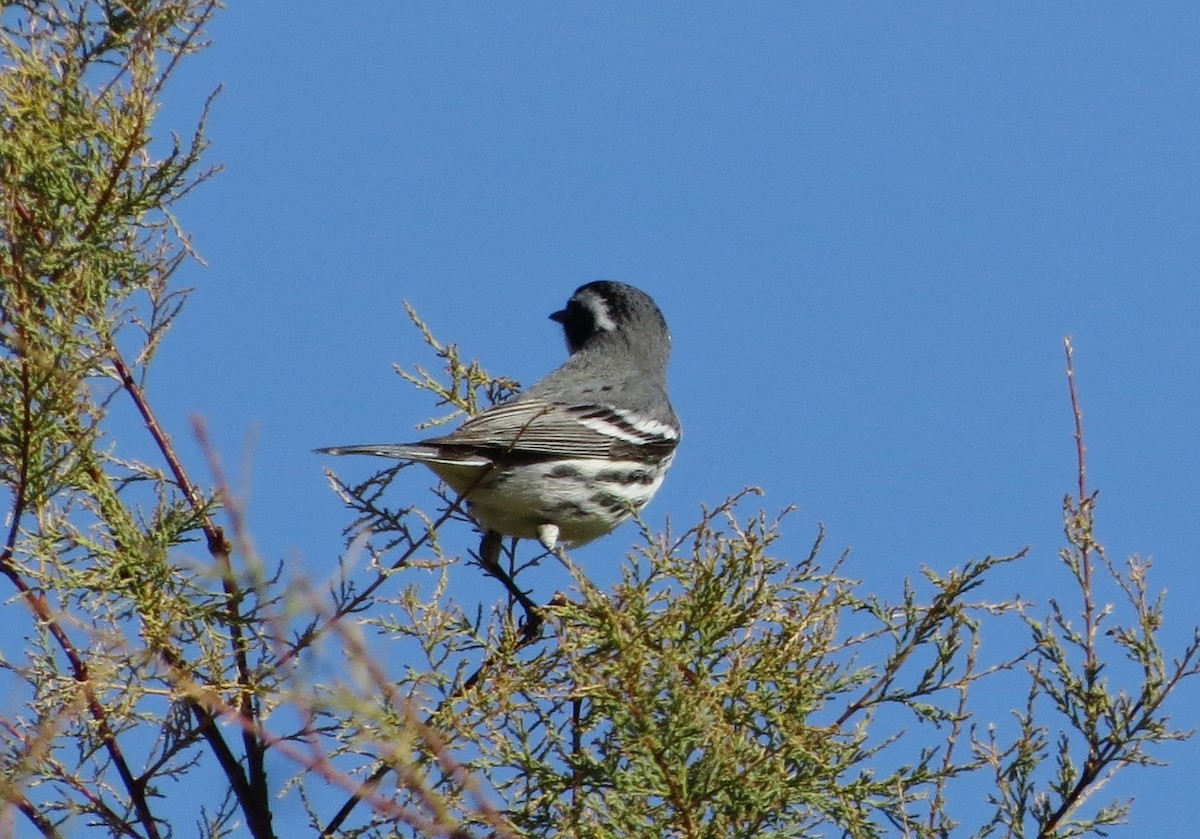 Trauerwaldsänger - ML140366441