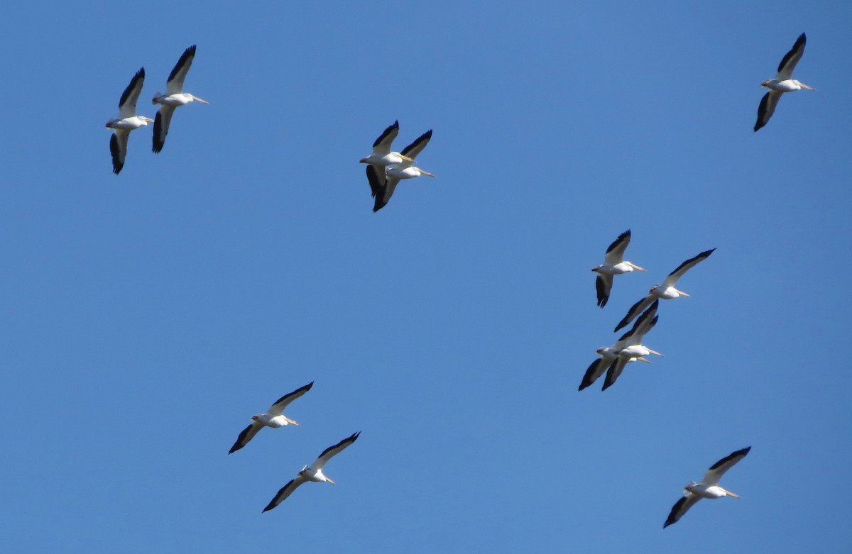 American White Pelican - ML140367561