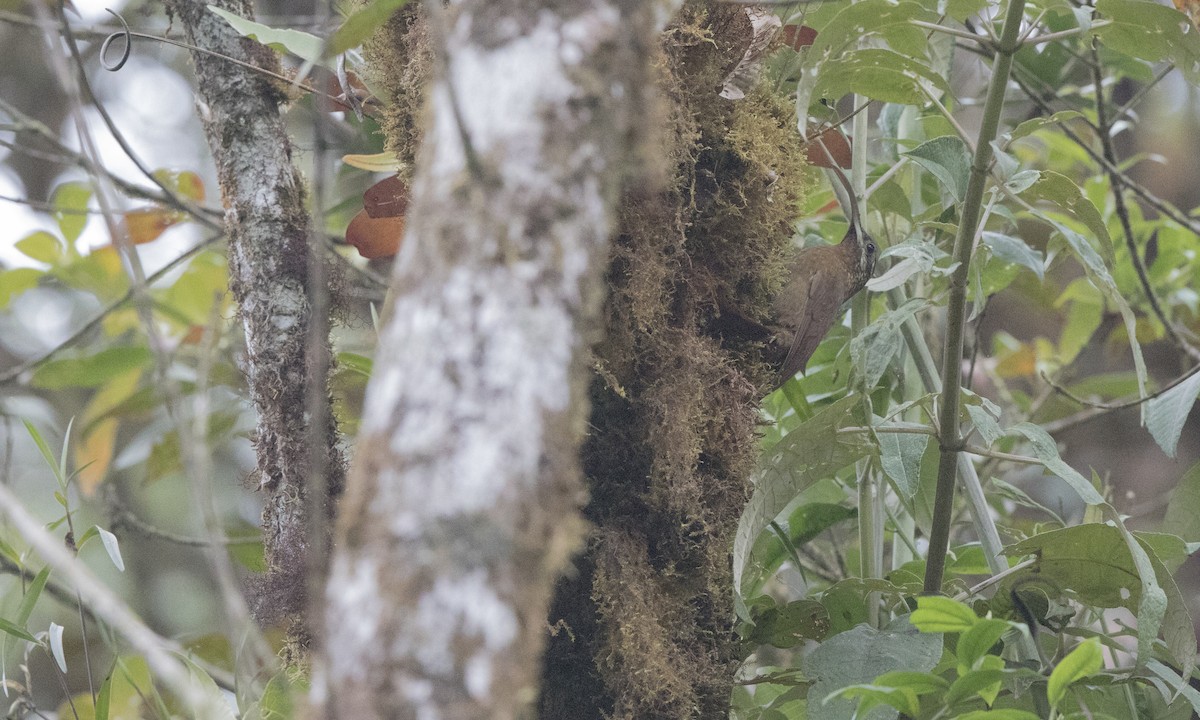 Greater Scythebill - ML140368221