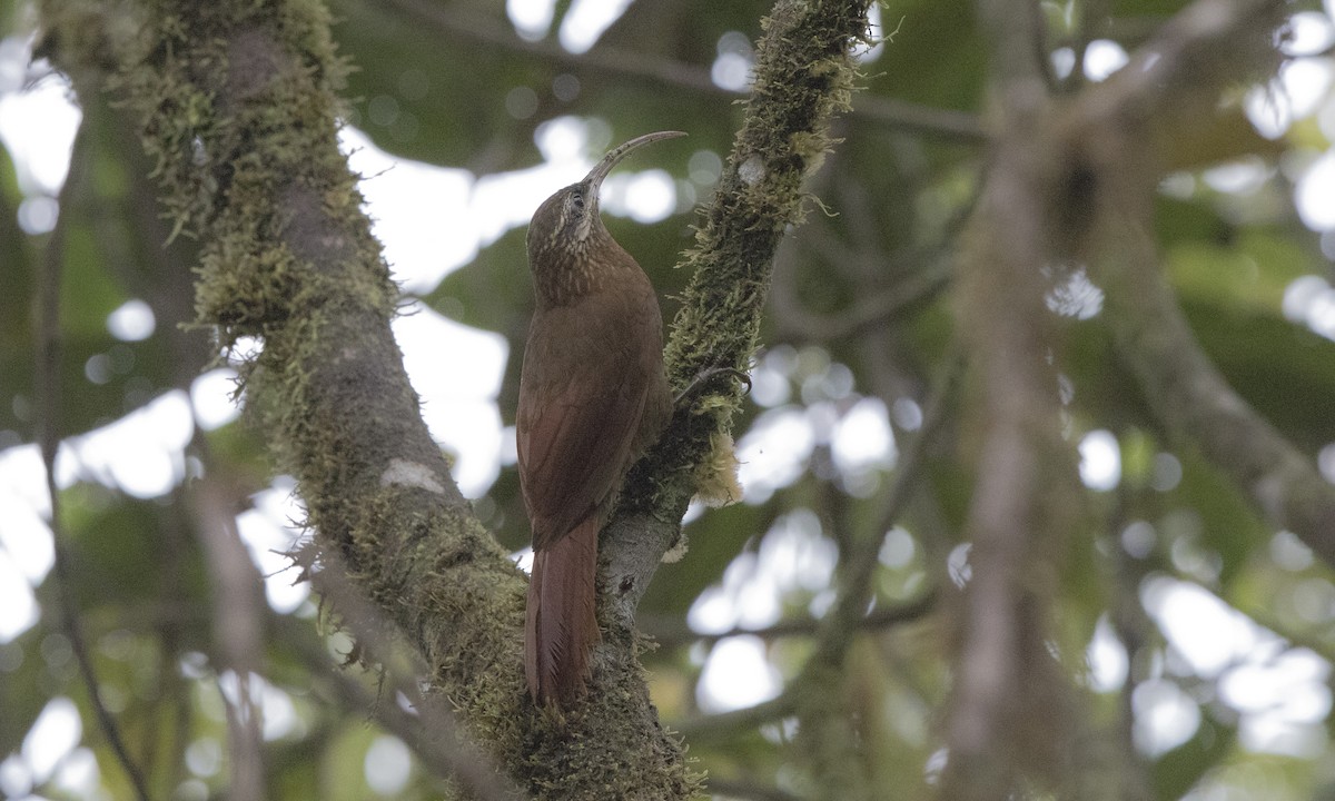 Greater Scythebill - ML140368291