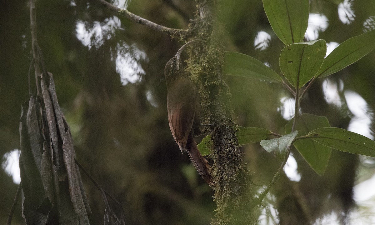 Greater Scythebill - ML140368481