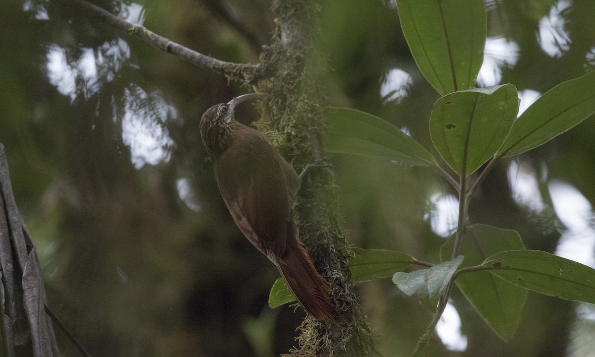 Greater Scythebill - ML140368501