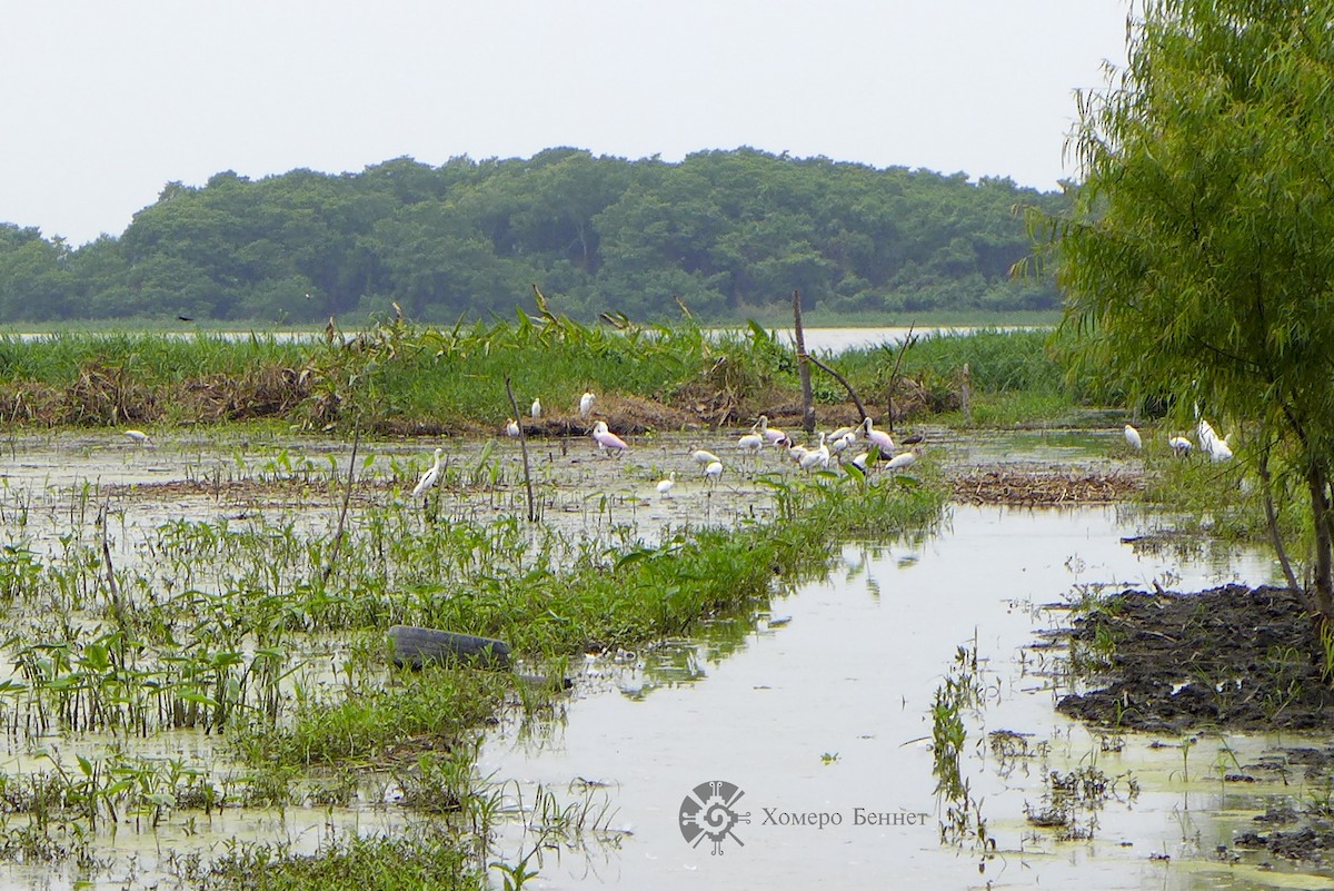 Roseate Spoonbill - ML140368531