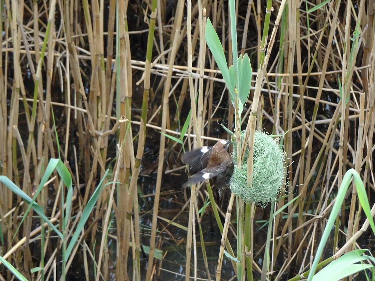 Grosbeak Weaver - ML140368961