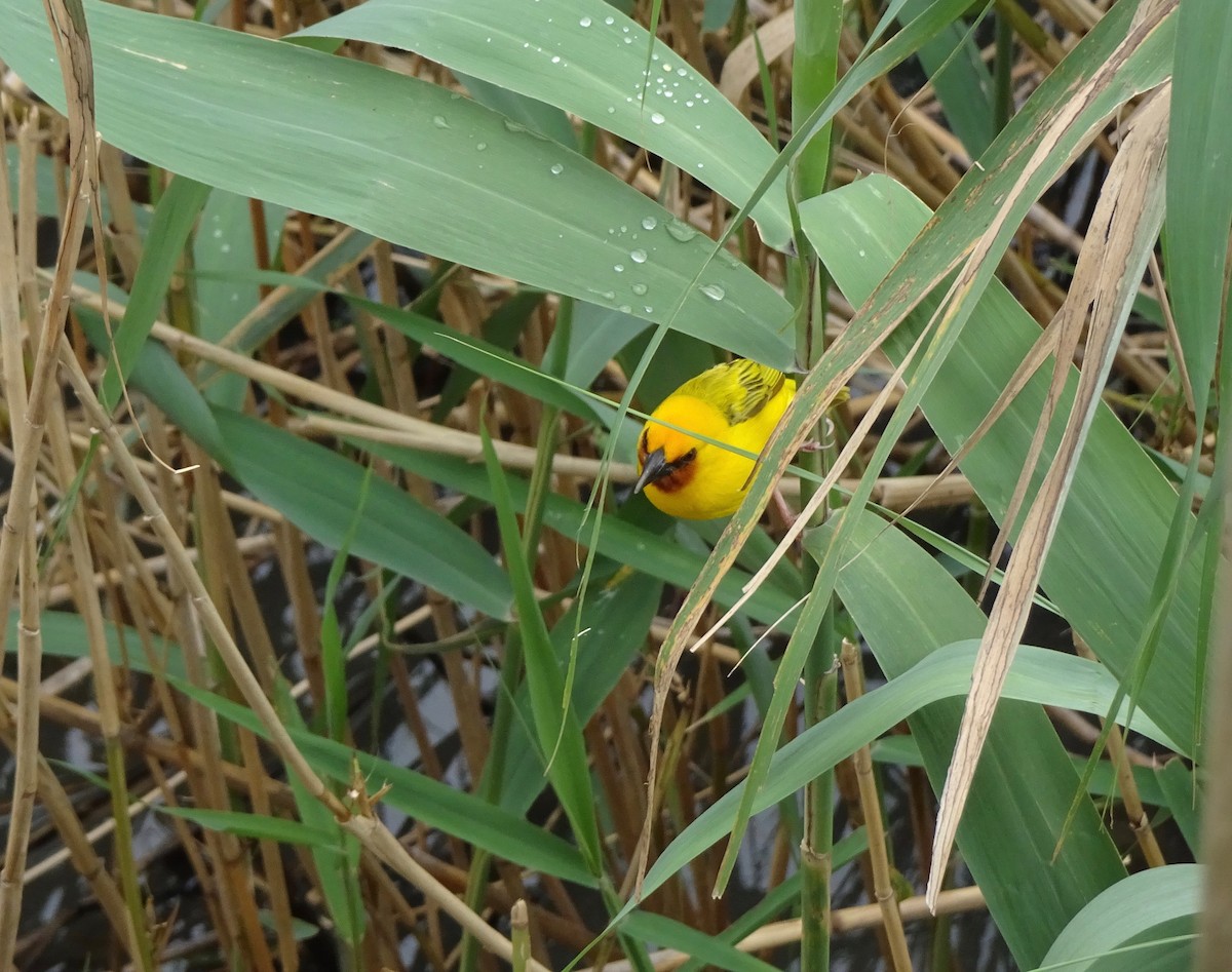 Southern Brown-throated Weaver - ML140369051