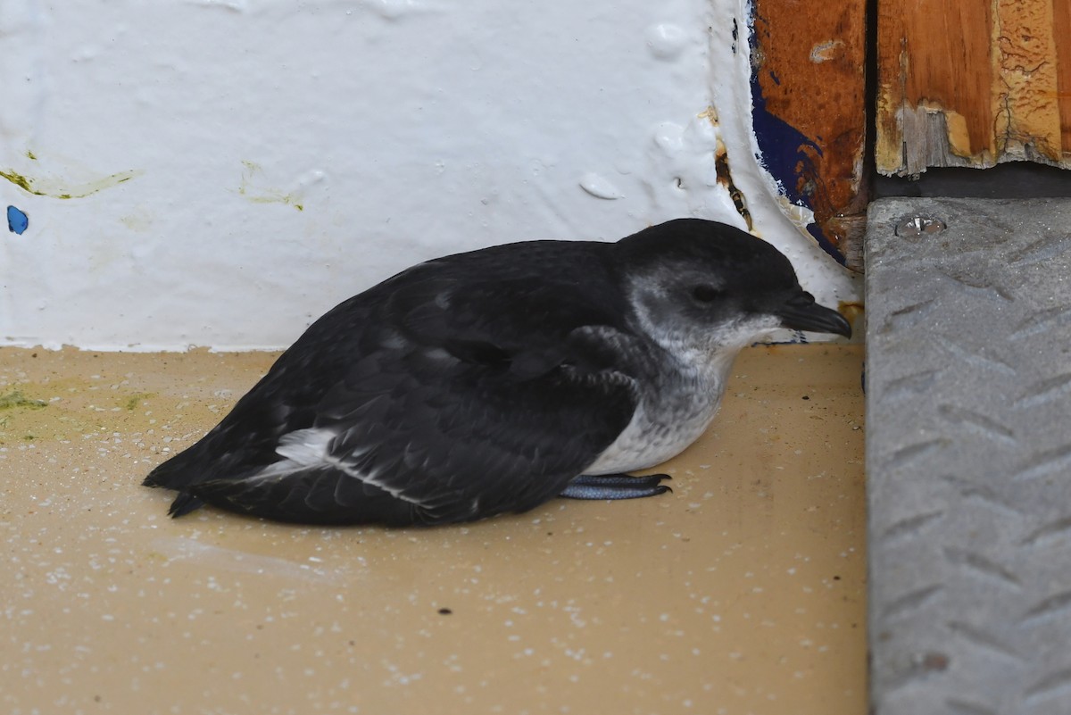 Common Diving-Petrel - ML140369081