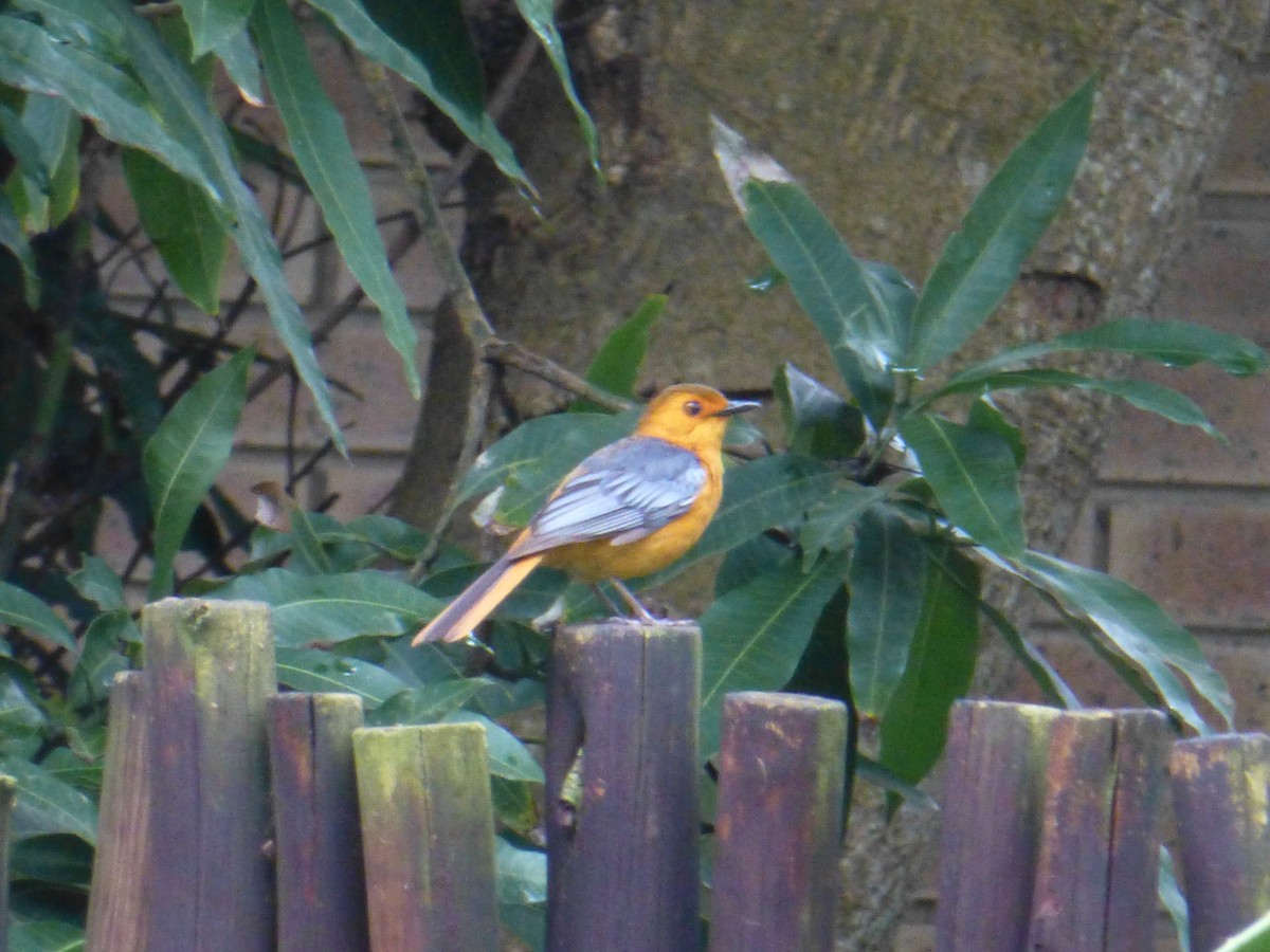 Red-capped Robin-Chat - Claire Bélanger