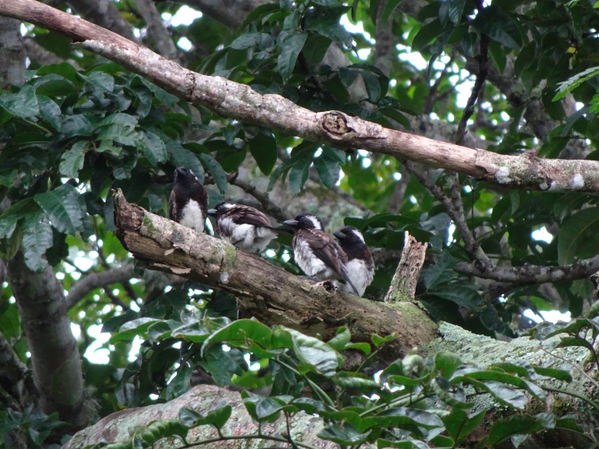 White-eared Barbet - ML140370051