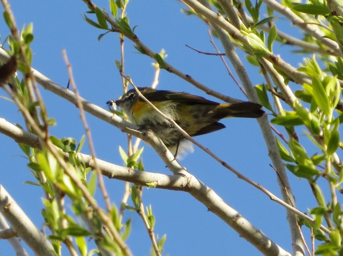 American Redstart - ML140370141