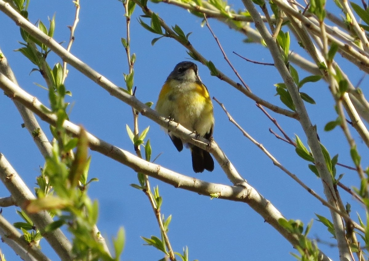 Paruline flamboyante - ML140370151