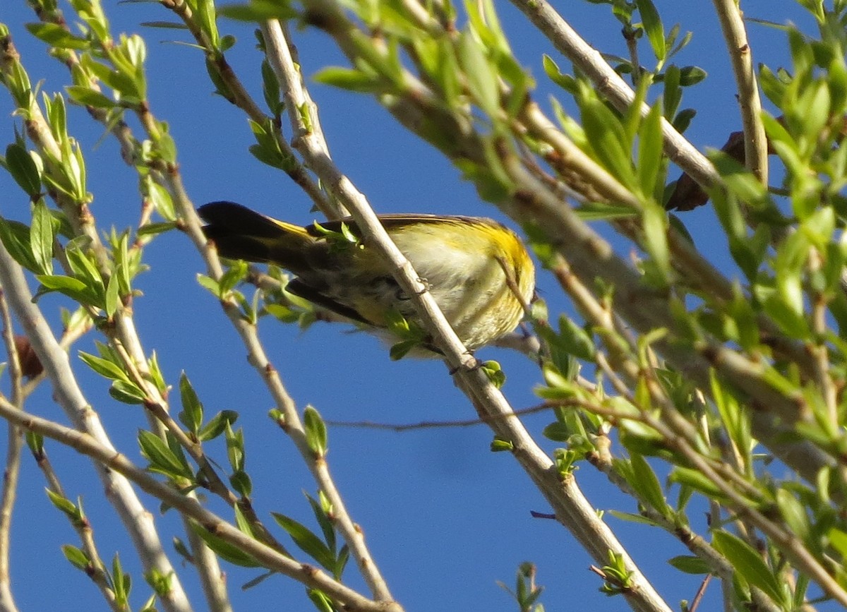 Paruline flamboyante - ML140370161