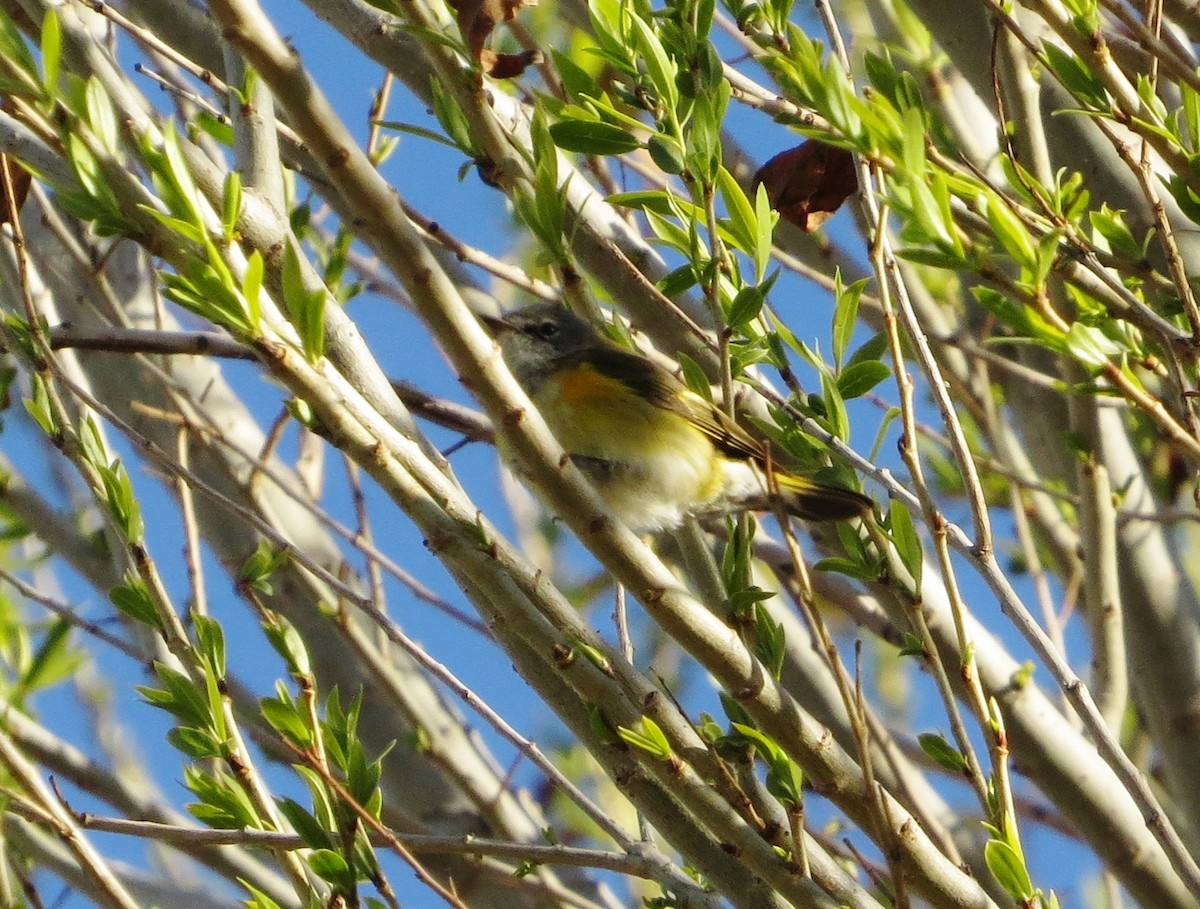 Paruline flamboyante - ML140370211