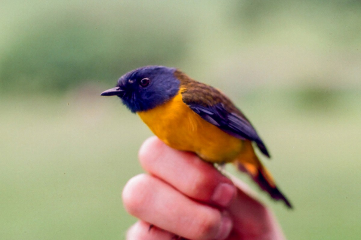 White-starred Robin - ML140370331