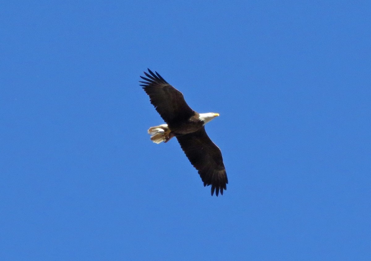 Bald Eagle - ML140370681