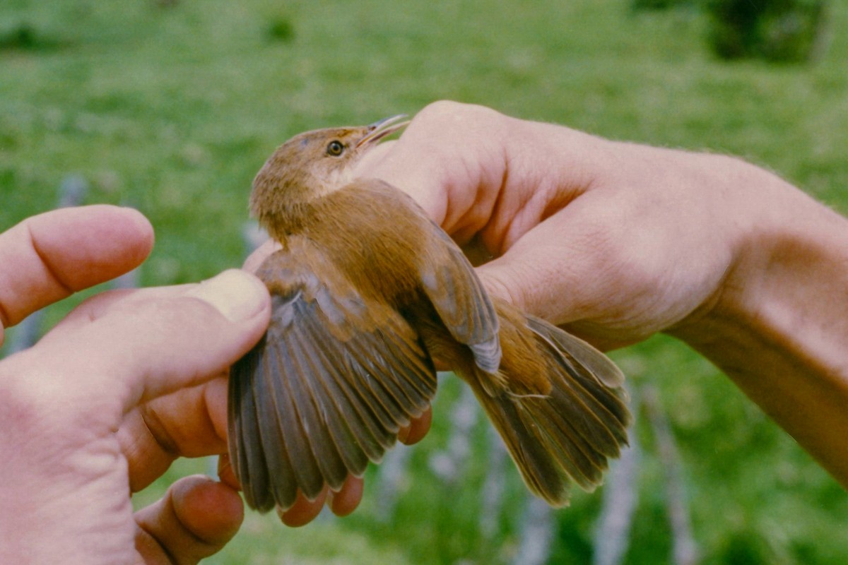 Common Reed Warbler (African) - ML140370951