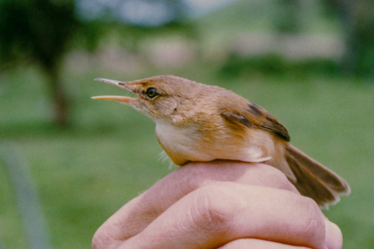 rørsanger (baeticatus gr.) - ML140370981