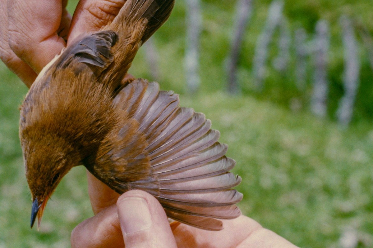 Common Reed Warbler (African) - ML140371111