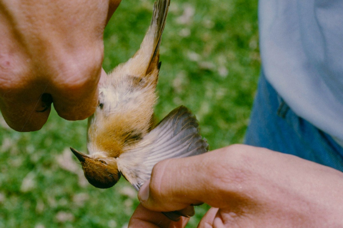 Common Reed Warbler (African) - Tommy Pedersen