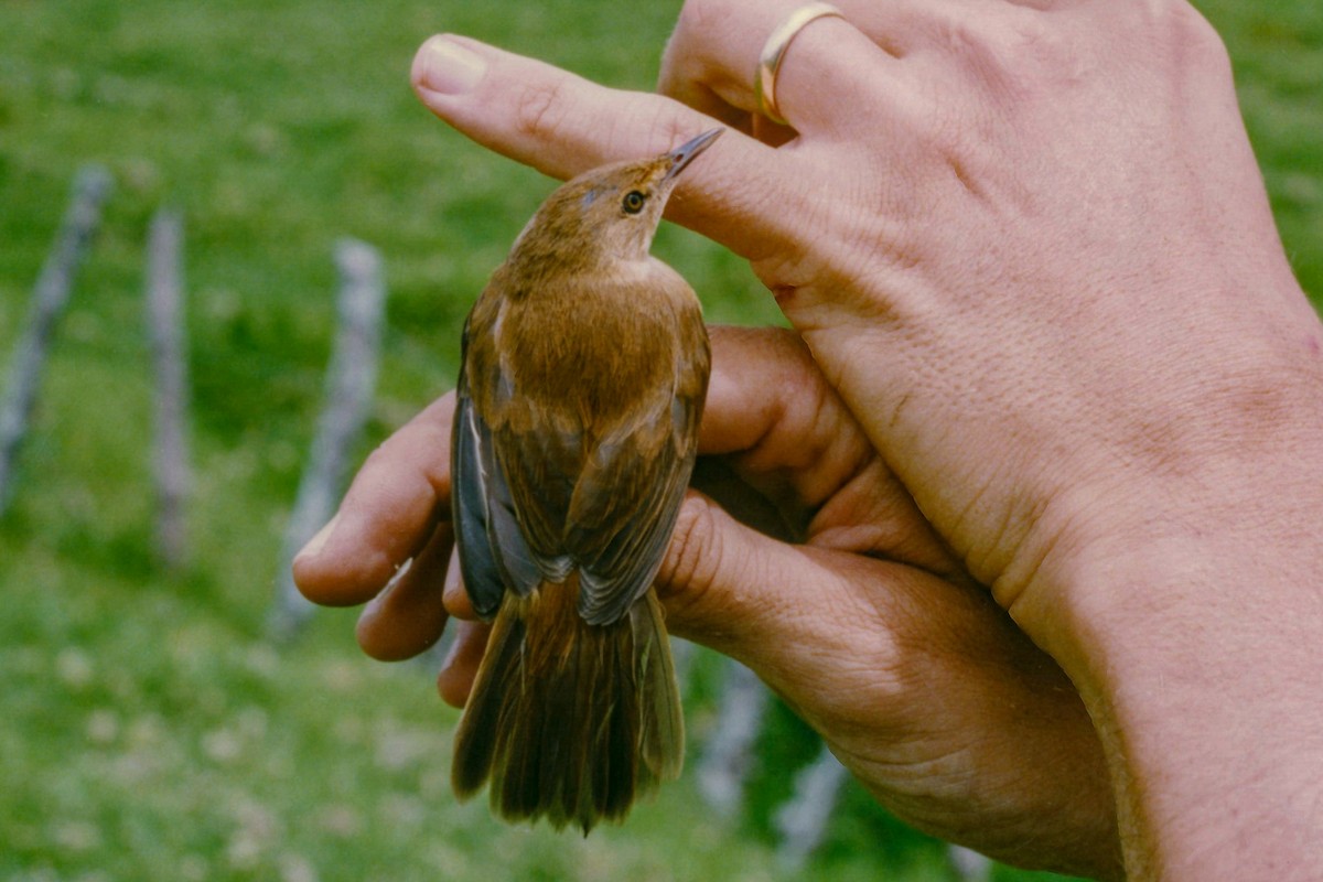 Common Reed Warbler (African) - Tommy Pedersen