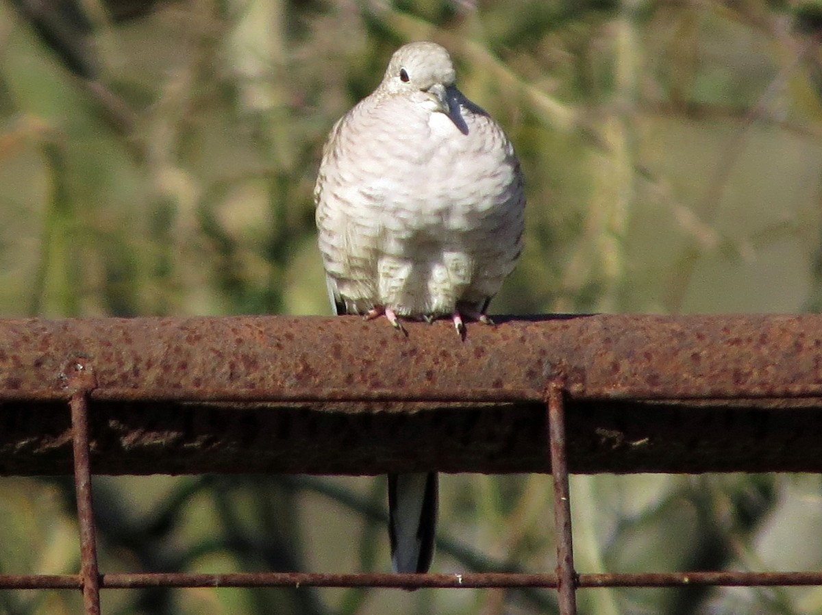 Inca Dove - ML140371191