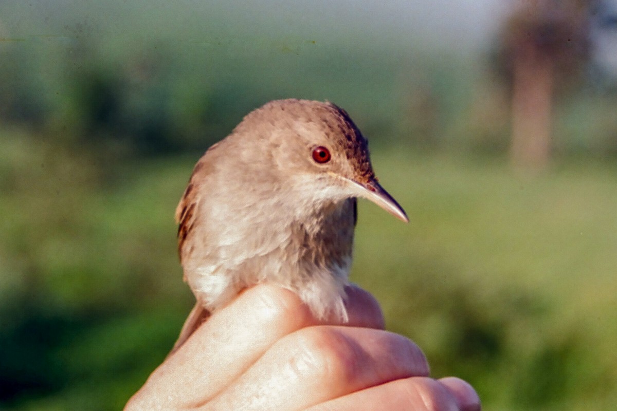 Greater Swamp Warbler - ML140371311