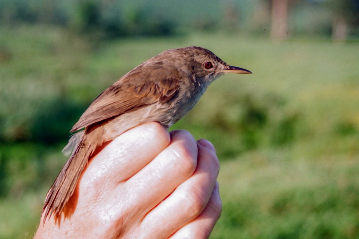 Greater Swamp Warbler - Tommy Pedersen