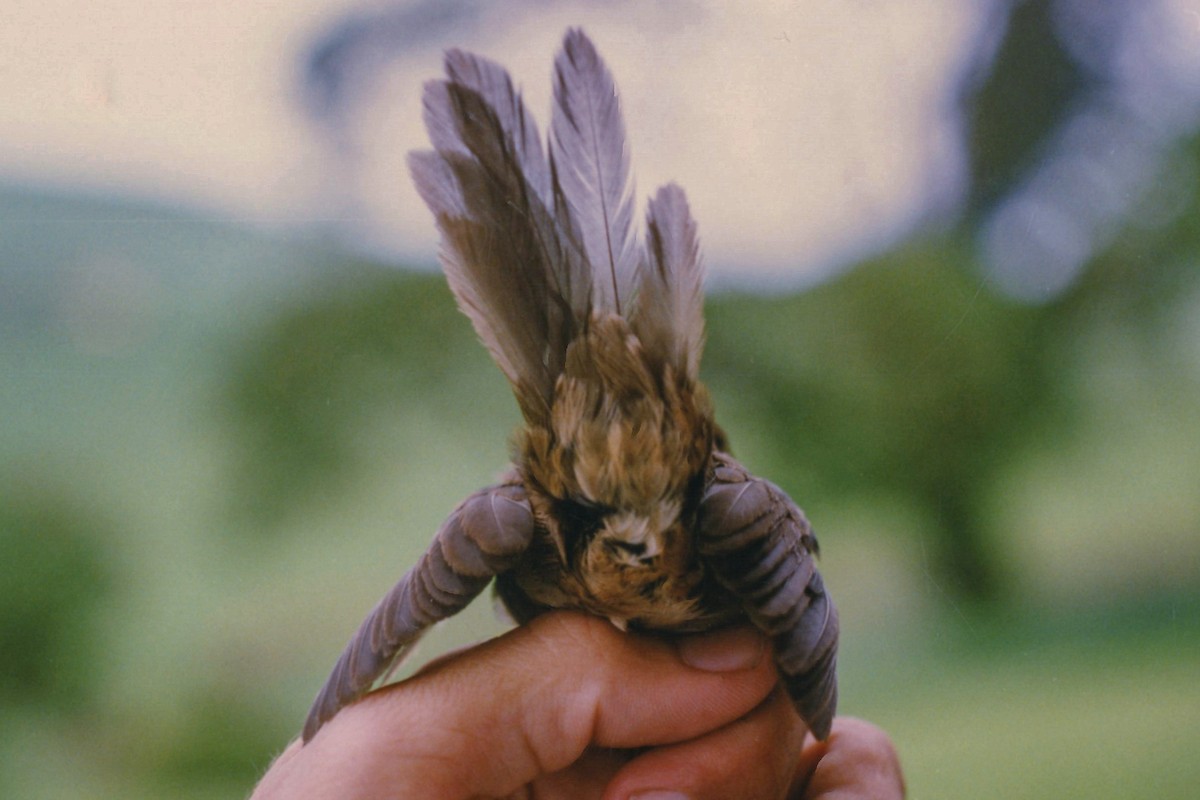 Grauer's Swamp Warbler - ML140371411