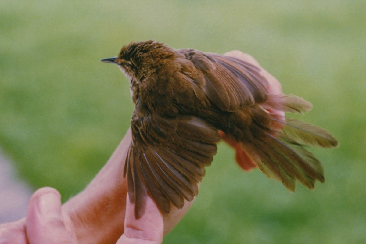 Grauer's Swamp Warbler - ML140371511