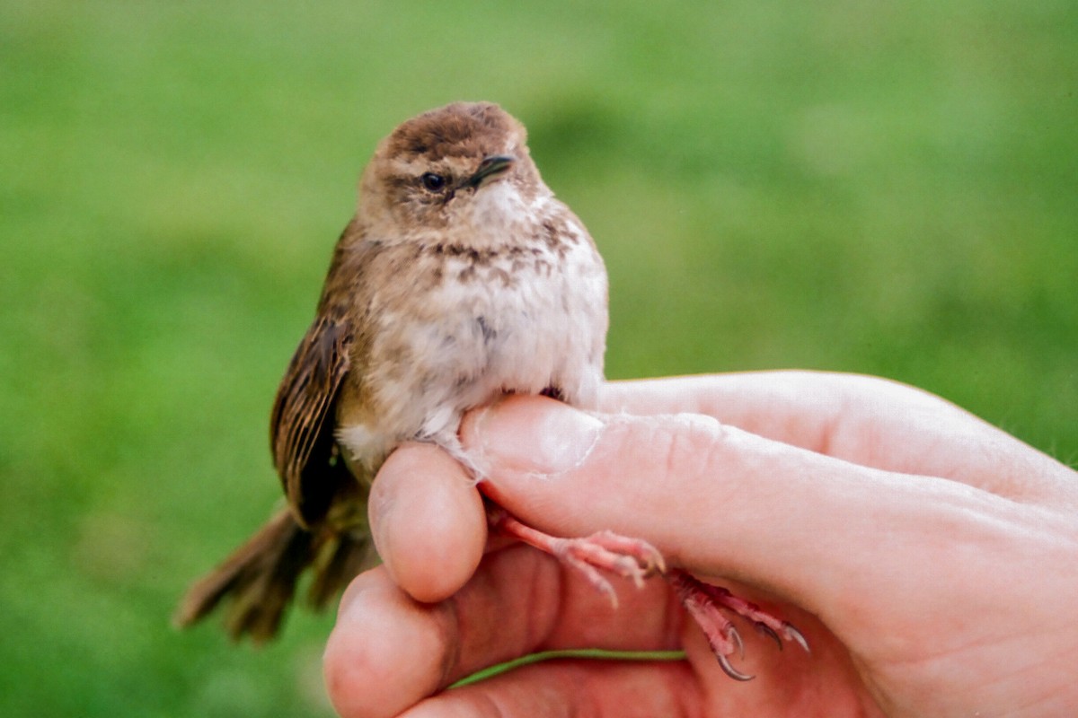 Grauer's Swamp Warbler - Tommy Pedersen