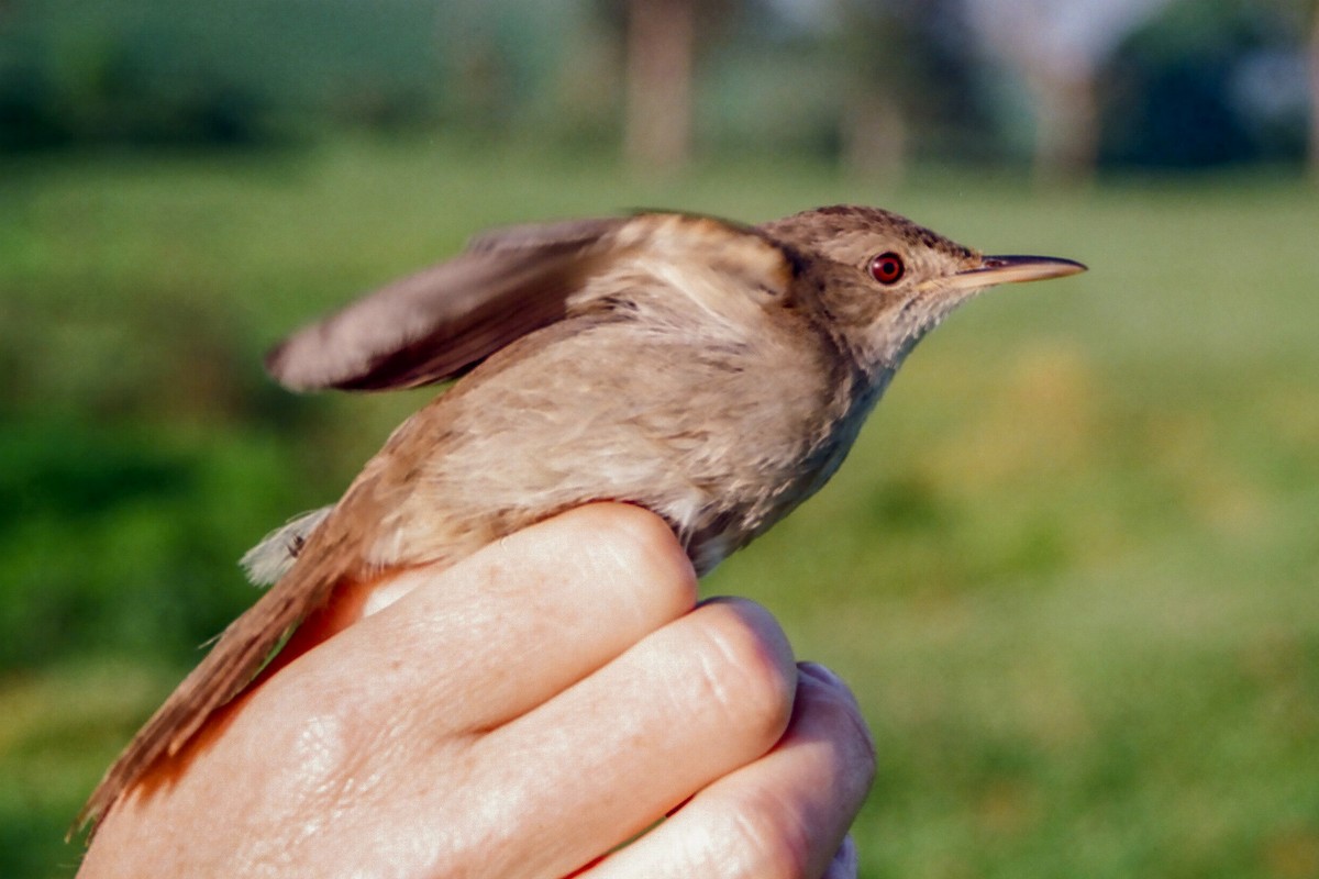 Greater Swamp Warbler - Tommy Pedersen