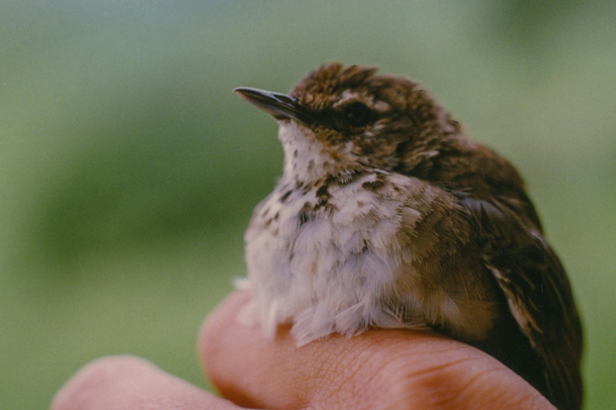 Grauer's Swamp Warbler - Tommy Pedersen