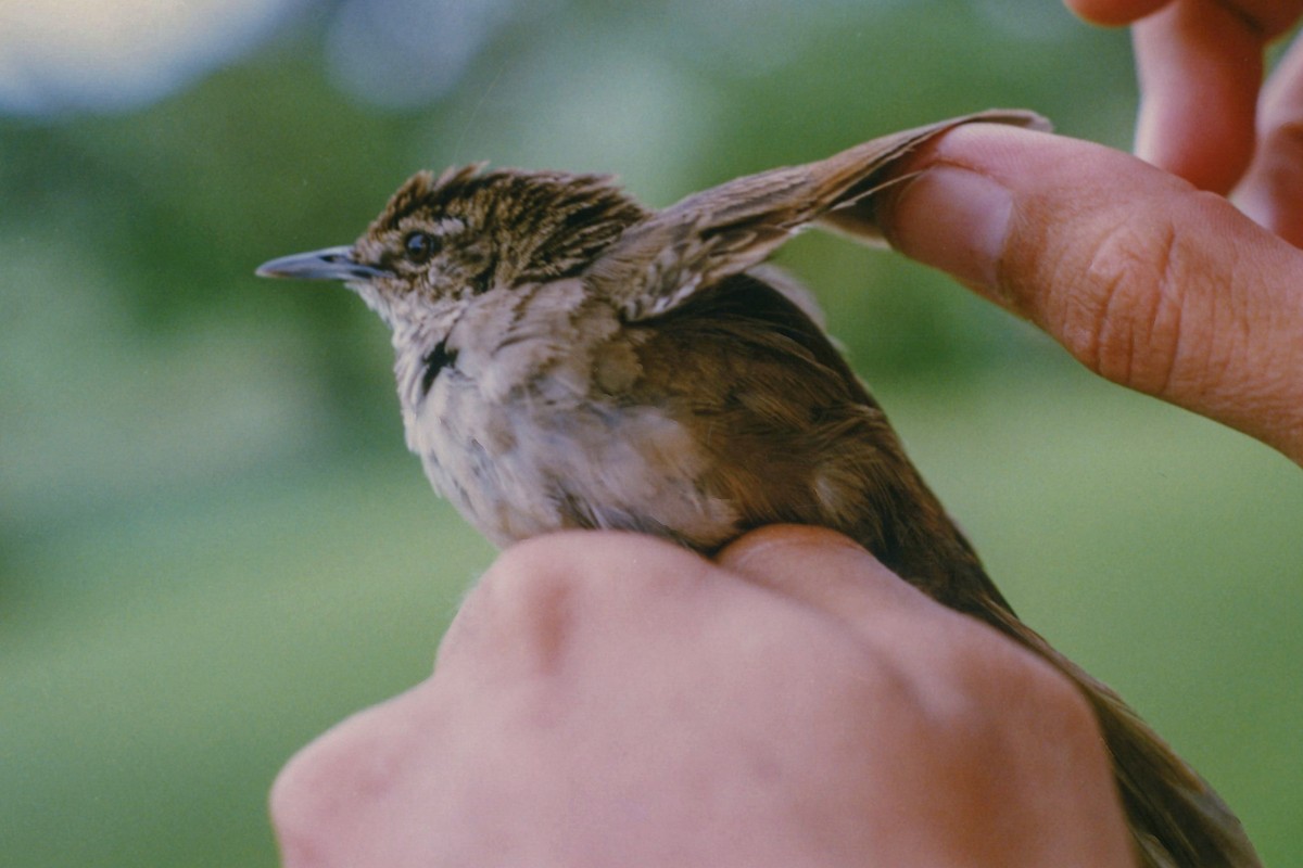 Grauer's Swamp Warbler - Tommy Pedersen